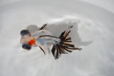 Juvenile Butterfly  Calico 3 Inch (ID#426B8c-14) Free2Day SHIPPING