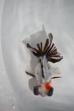Juvenile Butterfly  Calico 3 Inch (ID#426B8c-14) Free2Day SHIPPING