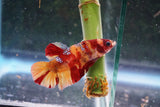 Nemo Galaxy  Koi Plakat Male Betta (ID#510-M627) Free2Day SHIPPING