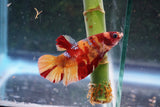 Nemo Galaxy  Koi Plakat Male Betta (ID#510-M627) Free2Day SHIPPING