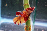 Nemo Galaxy  Koi Plakat Male Betta (ID#510-M627) Free2Day SHIPPING