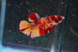 Nemo Galaxy  Koi Plakat Male Betta (ID#510-M627) Free2Day SHIPPING