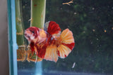 Nemo Galaxy  Koi Plakat Male Betta (ID#510-M627) Free2Day SHIPPING