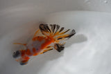 Juvenile Butterfly  Calico 3.5 Inch (ID#426B8c-15) Free2Day SHIPPING