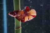 Nemo Galaxy  Koi Plakat Male Betta (ID#510-M627) Free2Day SHIPPING