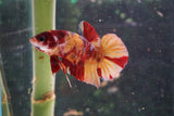 Nemo Galaxy  Koi Plakat Male Betta (ID#510-M627) Free2Day SHIPPING