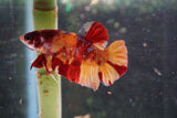 Nemo Galaxy  Koi Plakat Male Betta (ID#510-M627) Free2Day SHIPPING