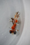 Juvenile Butterfly  Calico 3.5 Inch (ID#426B8c-18) Free2Day SHIPPING
