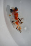 Juvenile Butterfly  Calico 3.5 Inch (ID#426B8c-18) Free2Day SHIPPING