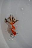 Juvenile Butterfly  Calico 3 Inch (ID#426B8c-19) Free2Day SHIPPING