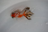 Juvenile Butterfly  Calico 3 Inch (ID#426B8c-19) Free2Day SHIPPING