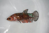 Galaxy Plakat Female Betta (ID#510-F607) Free2Day SHIPPING