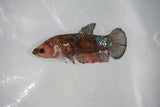 Galaxy Plakat Female Betta (ID#510-F607) Free2Day SHIPPING