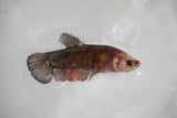 Galaxy Plakat Female Betta (ID#510-F607) Free2Day SHIPPING