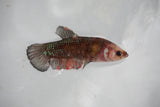 Galaxy Plakat Female Betta (ID#510-F607) Free2Day SHIPPING