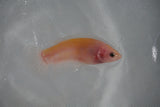 Matte White Plakat Female Betta (ID#510-F608) Free2Day SHIPPING