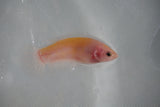 Matte White Plakat Female Betta (ID#510-F608) Free2Day SHIPPING