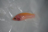 Matte White Plakat Female Betta (ID#510-F608) Free2Day SHIPPING