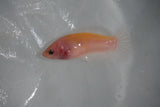 Matte White Plakat Female Betta (ID#510-F608) Free2Day SHIPPING