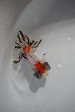 Juvenile Butterfly  Calico 2.5 Inch (ID#430B8c-16) Free2Day SHIPPING