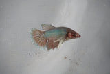 Dumbo Multicolor   Halfmoon Female Betta (ID#510-F610) Free2Day SHIPPING