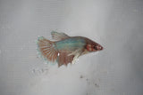 Dumbo Multicolor   Halfmoon Female Betta (ID#510-F610) Free2Day SHIPPING