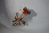 Juvenile Butterfly  Calico 2.5 Inch (ID#430B8c-16) Free2Day SHIPPING