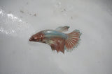 Dumbo Multicolor   Halfmoon Female Betta (ID#510-F610) Free2Day SHIPPING