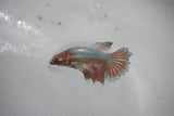 Dumbo Multicolor   Halfmoon Female Betta (ID#510-F610) Free2Day SHIPPING