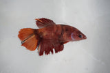 Candy Koi   Plakat Female Betta (ID#510-F615) Free2Day SHIPPING