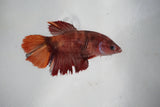 Candy Koi   Plakat Female Betta (ID#510-F615) Free2Day SHIPPING