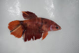 Candy Koi   Plakat Female Betta (ID#510-F615) Free2Day SHIPPING