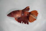 Candy Koi   Plakat Female Betta (ID#510-F615) Free2Day SHIPPING