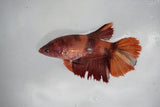 Candy Koi   Plakat Female Betta (ID#510-F615) Free2Day SHIPPING