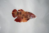 Candy Koi Galaxy  Plakat Female Betta (ID#510-F617) Free2Day SHIPPING