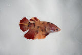 Candy Koi Galaxy  Plakat Female Betta (ID#510-F617) Free2Day SHIPPING