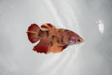 Candy Koi Galaxy  Plakat Female Betta (ID#510-F617) Free2Day SHIPPING