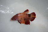 Candy Koi Galaxy  Plakat Female Betta (ID#510-F617) Free2Day SHIPPING