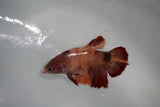 Candy Koi Galaxy  Plakat Female Betta (ID#510-F617) Free2Day SHIPPING