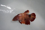 Candy Koi Galaxy  Plakat Female Betta (ID#510-F617) Free2Day SHIPPING