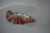 Candy Koi Galaxy  Plakat Female Betta (ID#510-F619) Free2Day SHIPPING