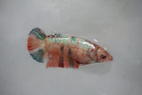 Candy Koi Galaxy  Plakat Female Betta (ID#510-F619) Free2Day SHIPPING