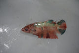 Candy Koi Galaxy  Plakat Female Betta (ID#510-F619) Free2Day SHIPPING