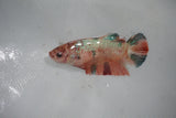 Candy Koi Galaxy  Plakat Female Betta (ID#510-F619) Free2Day SHIPPING