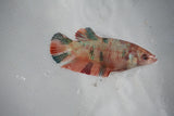 Candy Koi Galaxy  Plakat Female Betta (ID#510-F619) Free2Day SHIPPING