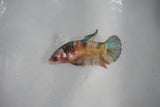 Candy Koi Galaxy  Plakat Female Betta (ID#510-F620) Free2Day SHIPPING