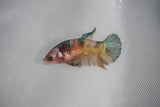 Candy Koi Galaxy  Plakat Female Betta (ID#510-F620) Free2Day SHIPPING