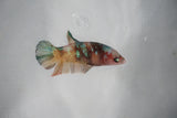 Candy Koi Galaxy  Plakat Female Betta (ID#510-F620) Free2Day SHIPPING