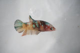 Candy Koi Galaxy  Plakat Female Betta (ID#510-F620) Free2Day SHIPPING