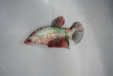 Koi Galaxy  Plakat Female Betta (ID#510-F622) Free2Day SHIPPING